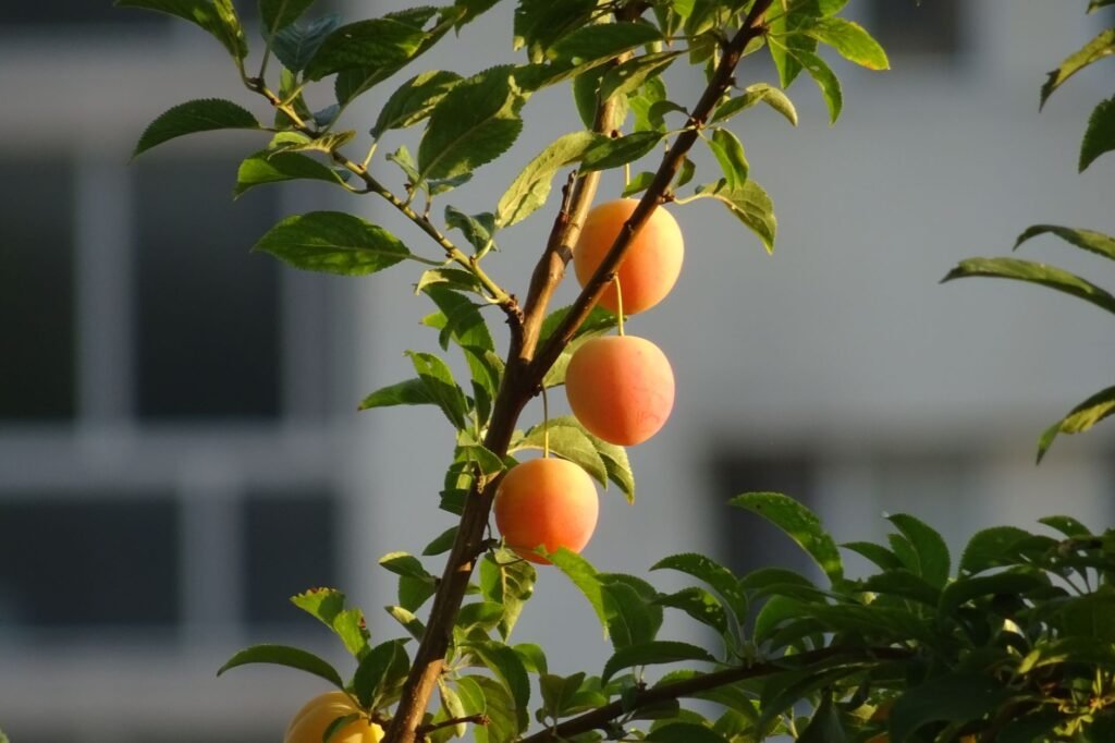 Cultivating the Heart: Understanding the Fruit of the Spirit