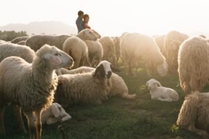 The Life of David: Shepherd, Warrior, King, and Man After God’s Own Heart