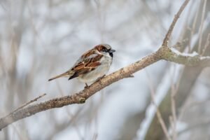 The Sparrow and the Sovereign: Finding Rest in God’s Care