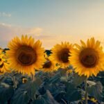Turning Toward the Light: Lessons from the Sunflower