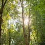 The Gift of Breath: A Biblical Theology of Celebrating Life