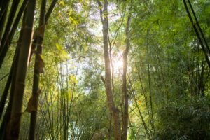 The Gift of Breath: A Biblical Theology of Celebrating Life