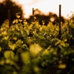 The Rhythm of Grace: Understanding What It Means to Abide in Christ