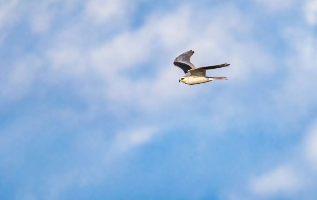 Under the Shadow of His Wings: Finding Refuge in God
