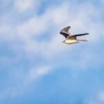 Under the Shadow of His Wings: Finding Refuge in God