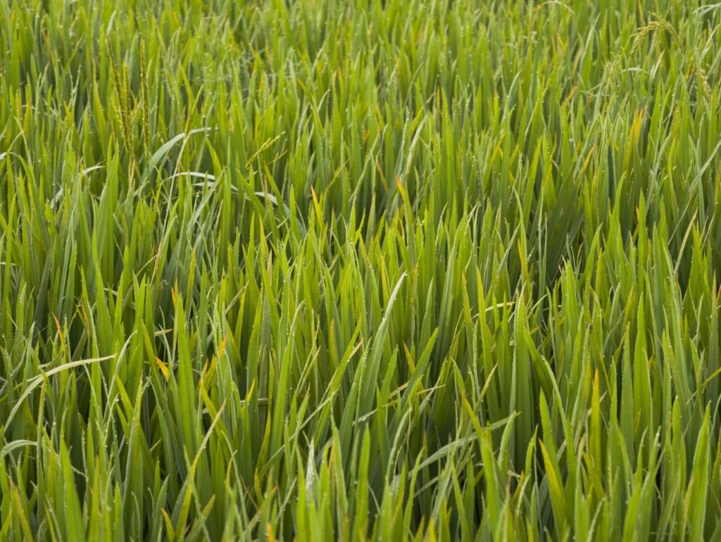 Resting in the Green Pastures: Trusting the Shepherd’s Care