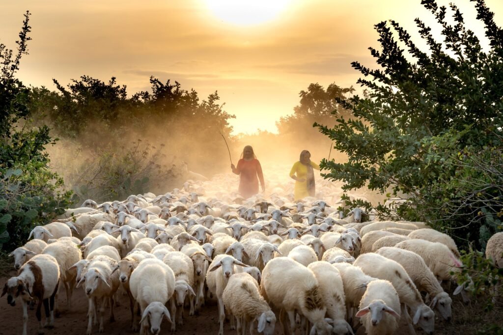 The Pattern of the Shepherd: Leading by Example in the Christian Life
