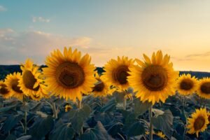 Turning Toward the Light: Lessons from the Sunflower of Faith
