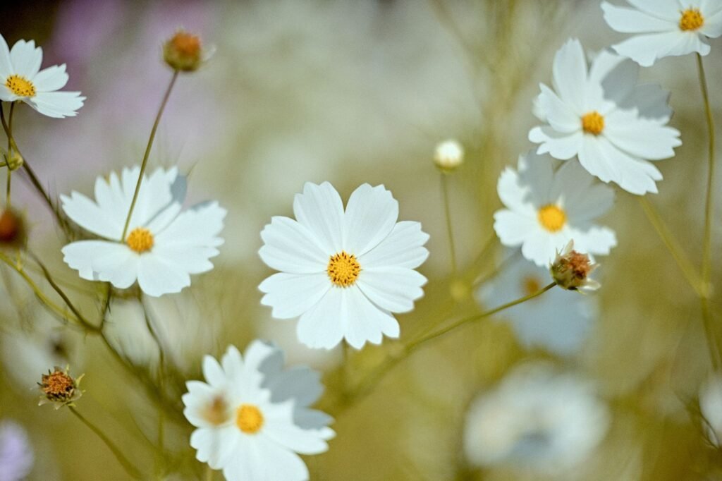 The Lily of the Valley: Beauty in the Humility of Christ